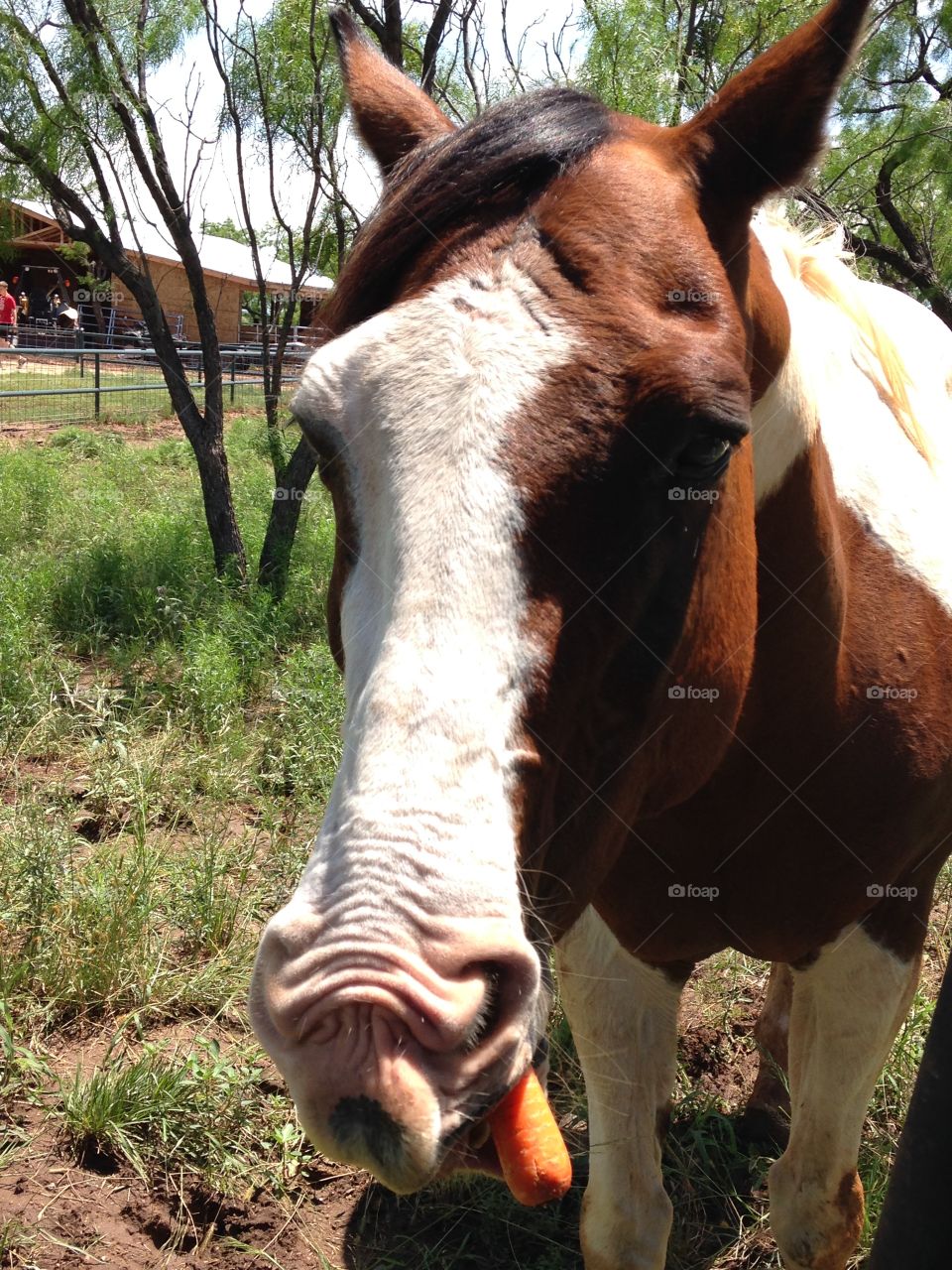 What's up doc?. Horse eating a carrot