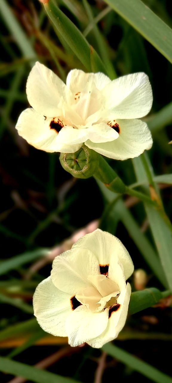 flowers and plants