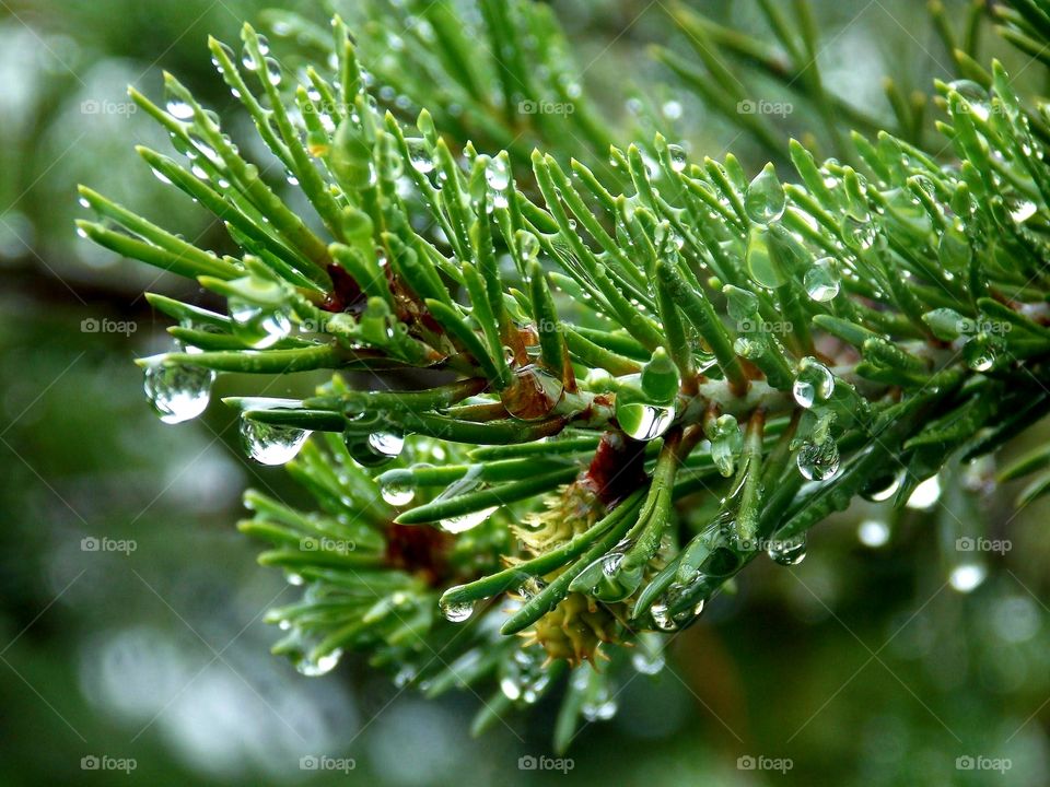 Just a closeup of raindrops on a pine tree branch.