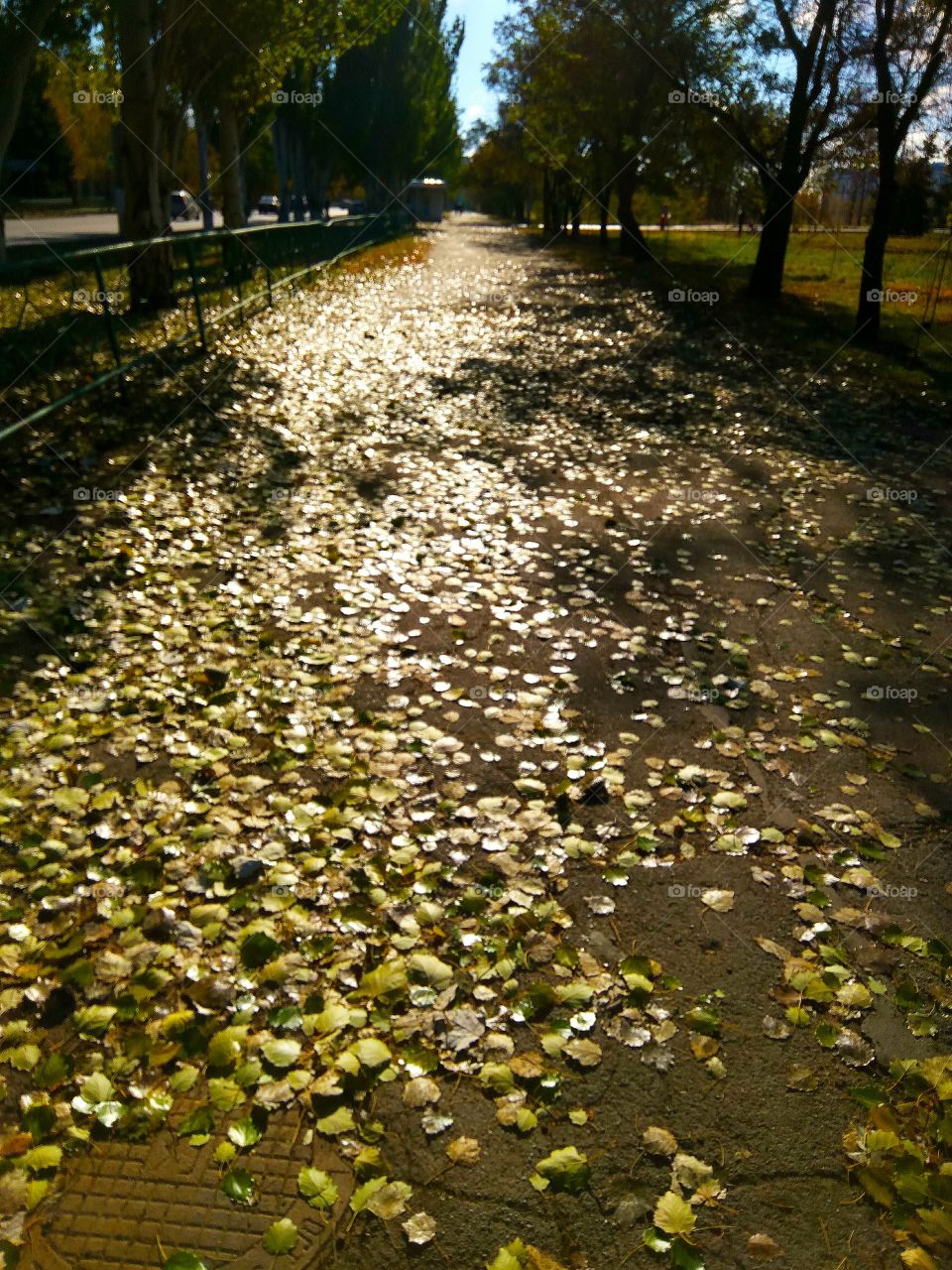 Golden autumn road