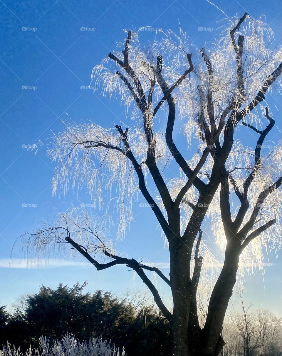 Icy frost on a weeping willow tree