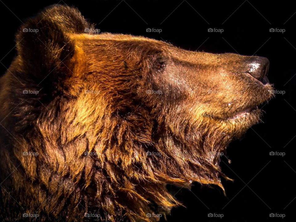 A brown bear named Valya. An inhabitant of the Novosibirsk Zoo named after R.A. Shilo.