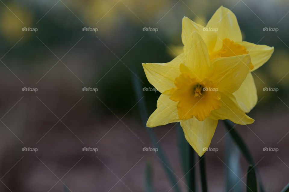 Nature, No Person, Leaf, Flora, Flower