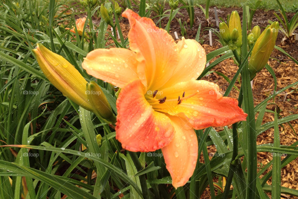 garden flower color orange by miowan