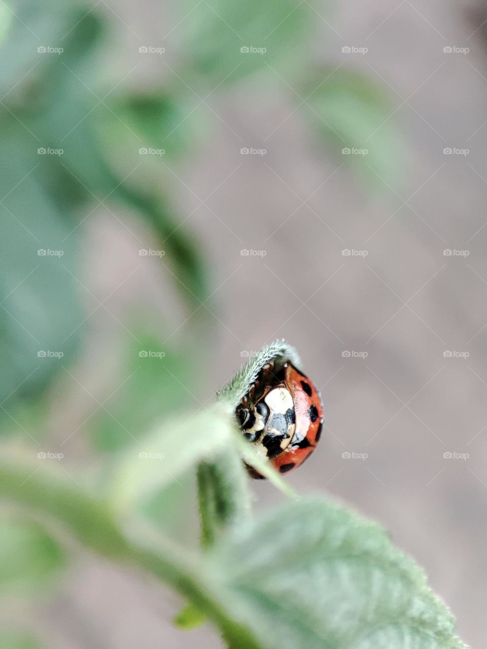 Ladybug on a leaf