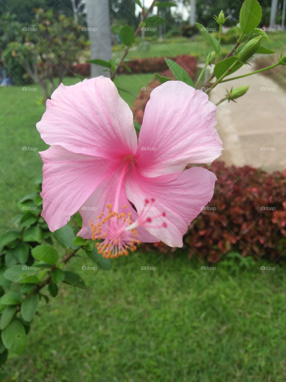 in this flower in my garden is beautiful