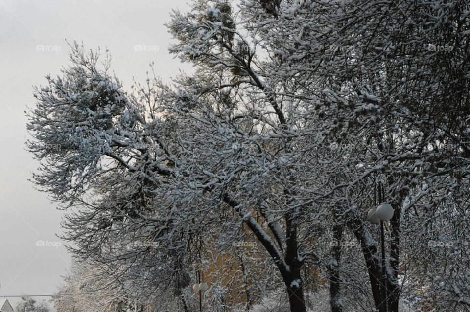 winter tree