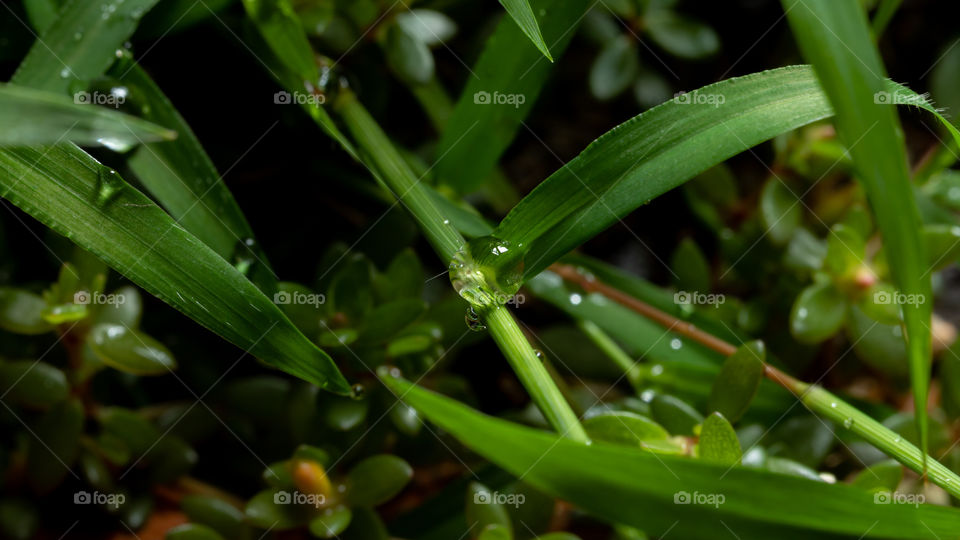 Morning dews on grasses