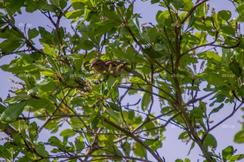 Finche, pájaro de Puerto Rico 