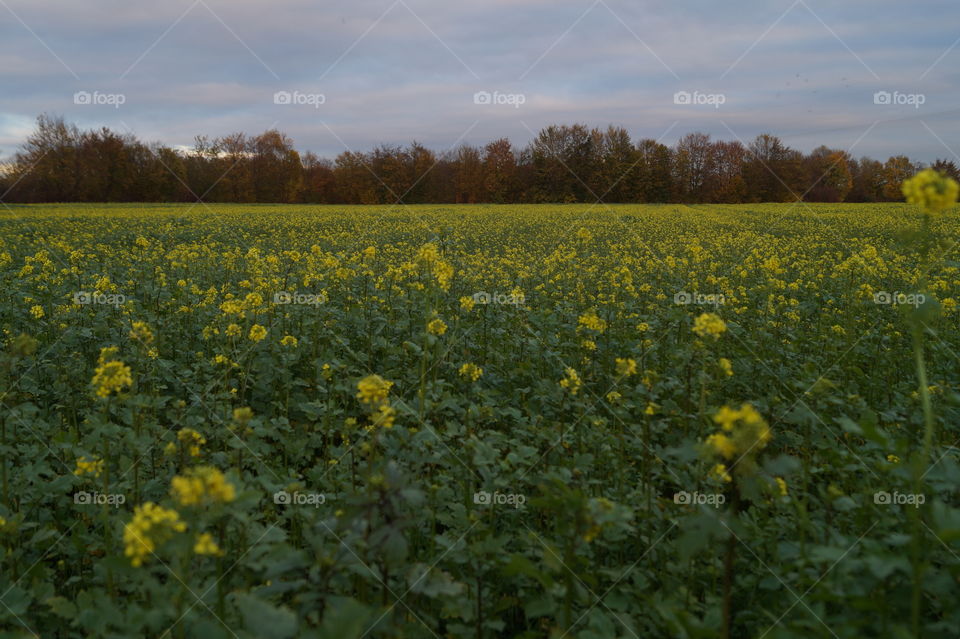 Rabbsblumen