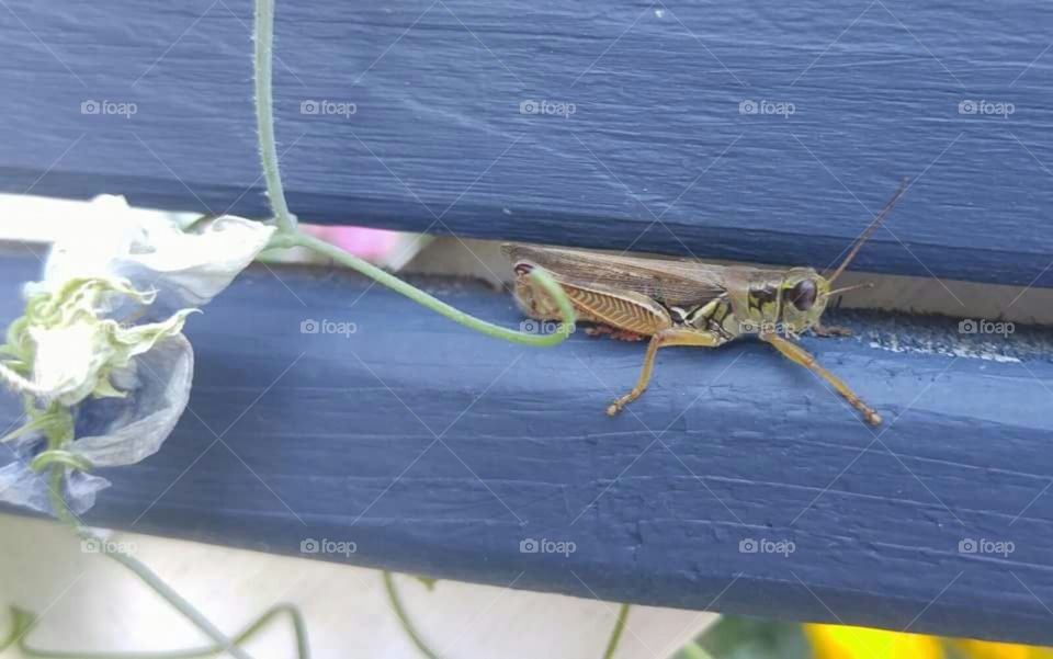 Grasshopper hanging out on fencetop.
