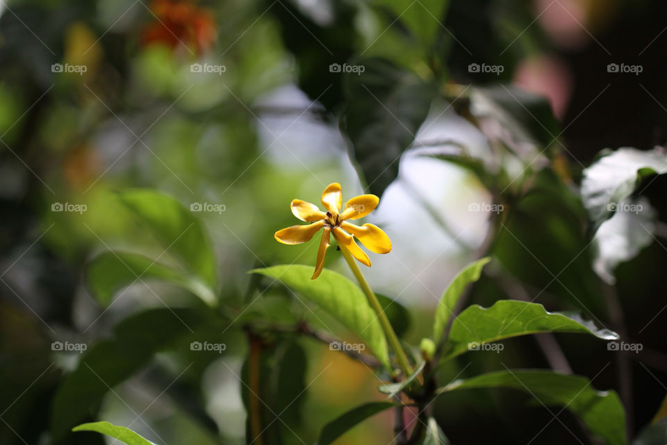 green yellow nature flower by sonchai