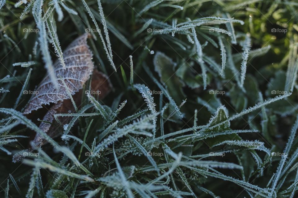 Frosty Marvels, nature’s icy artistry 