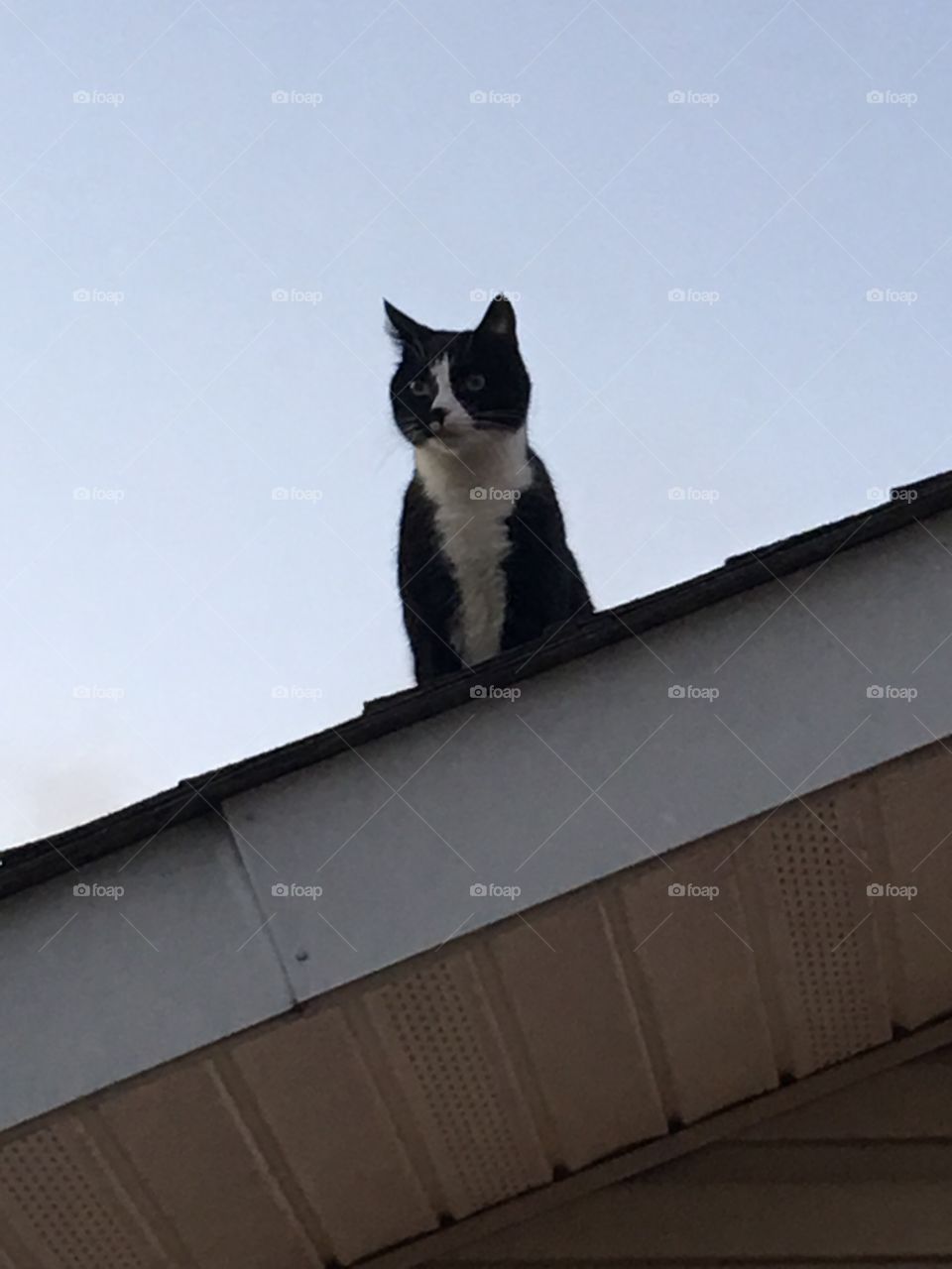 Cat on the roof