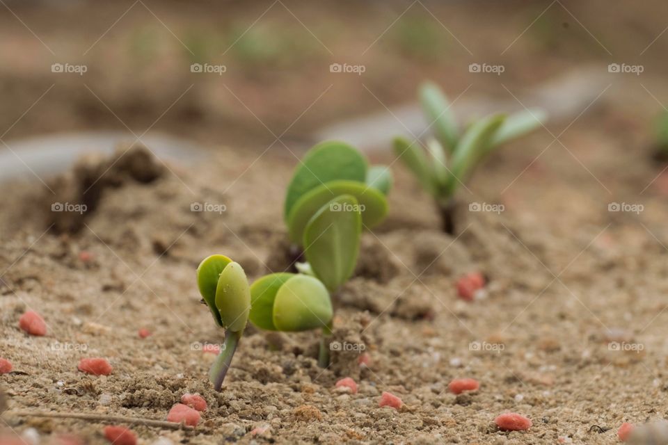Foap, World in Macro: A row of soybean sprouts emerged from the ground and granular slow release fertilizer provided nutrients for healthy development. 