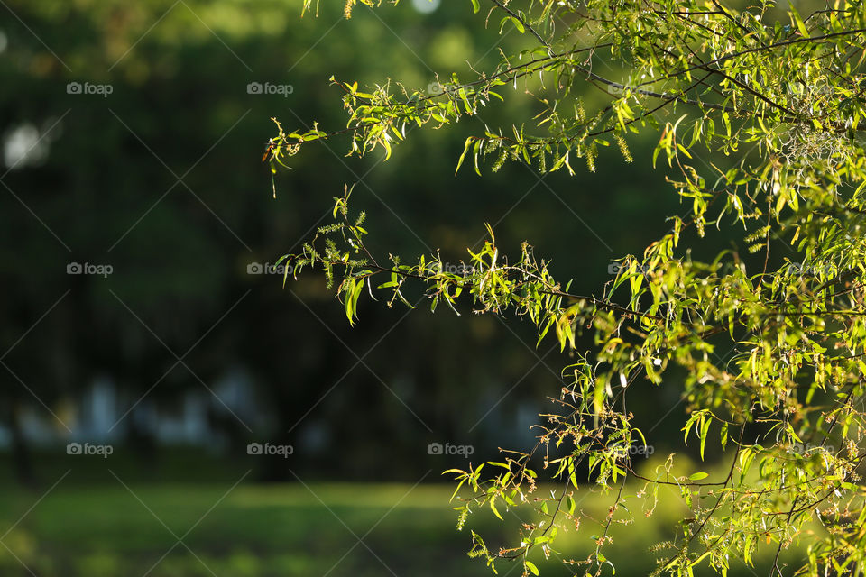 Sun reflecting from water onto the branches and leaves of a green Spring plant in Florida. 