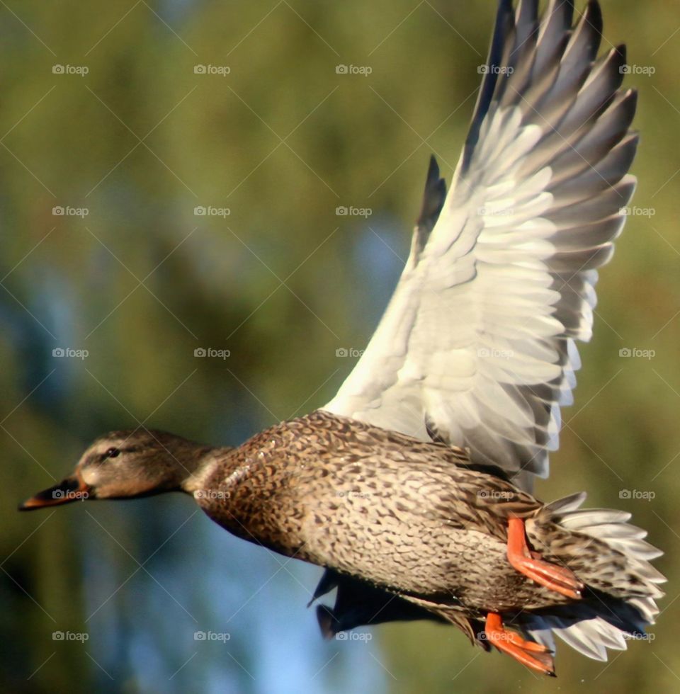 Female Mallard Duck in Flight