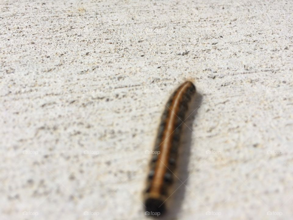 Caterpillar