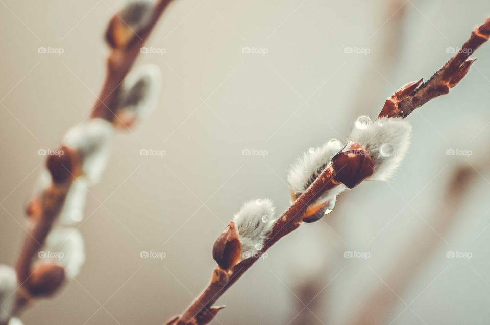 Water drop on branch