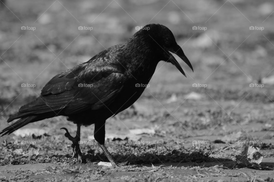 Bird în Black and white