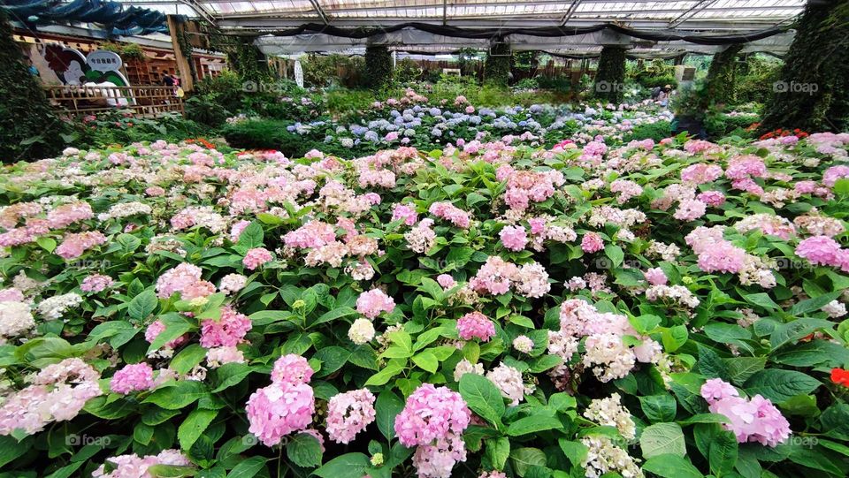beautiful hydrangea sea