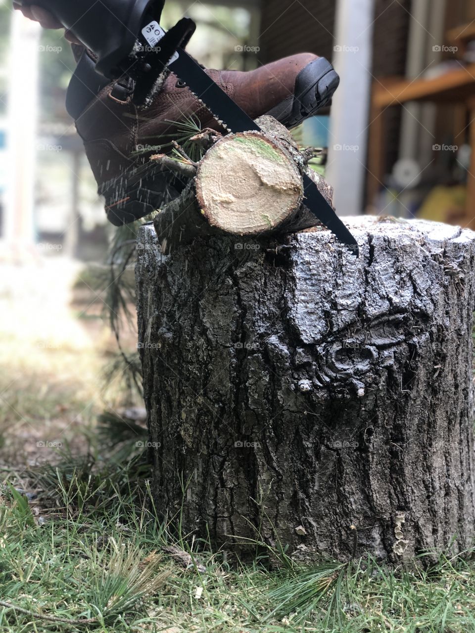 Pine tree cutting 
