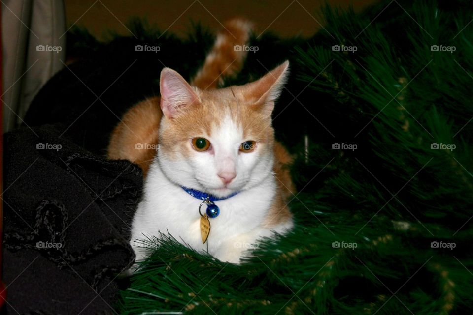 Cat on Christmas tree branch 