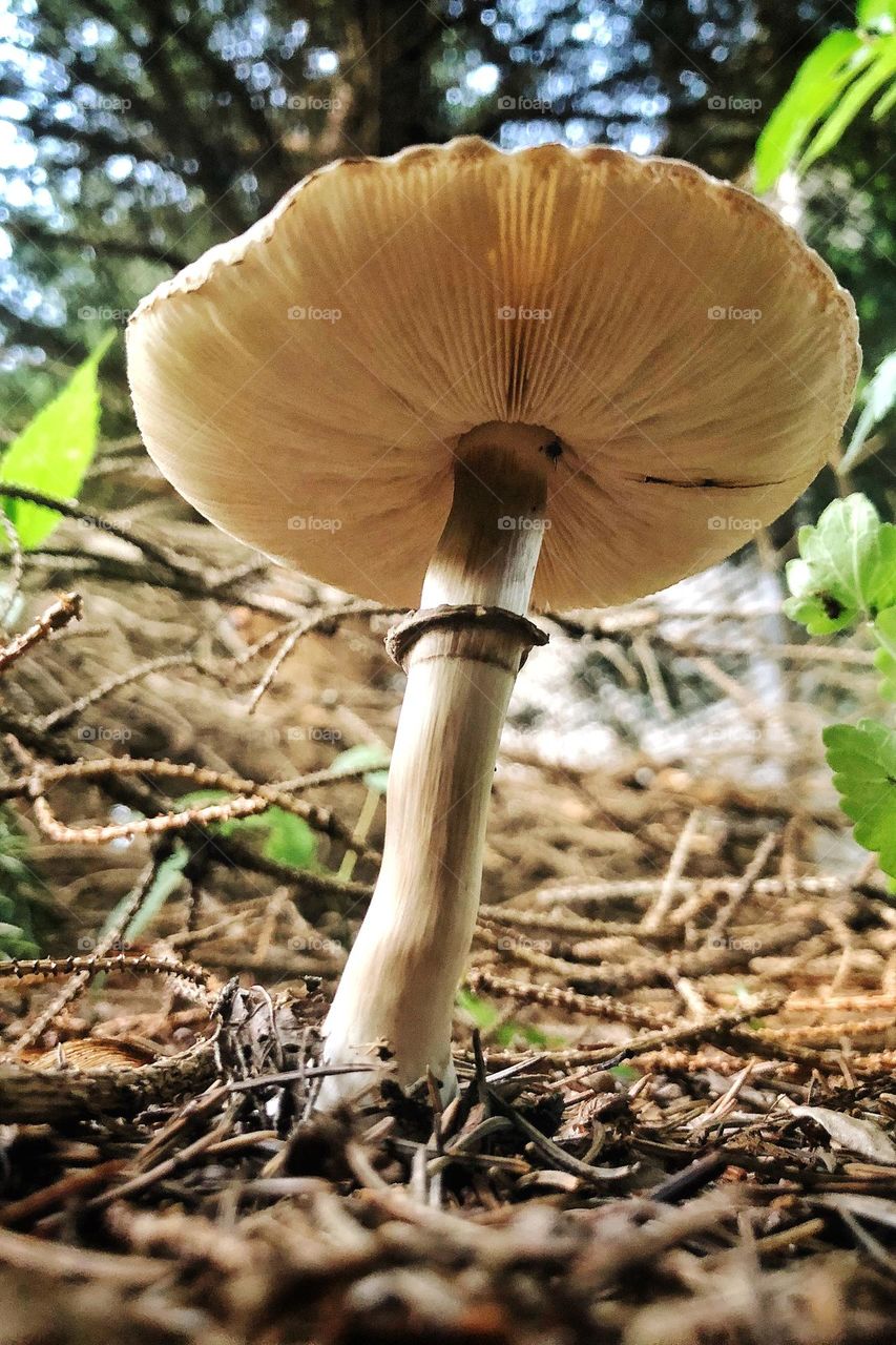Mushroom
