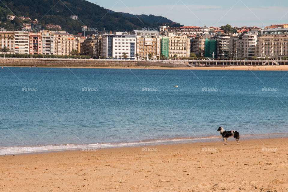 Scenic view of dog on beach