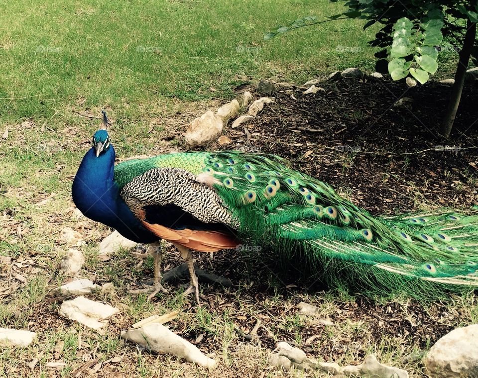 Peacock 
