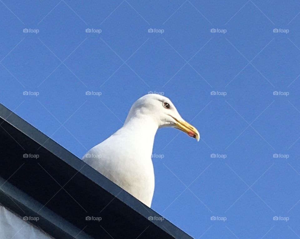 Seagull surveying 
