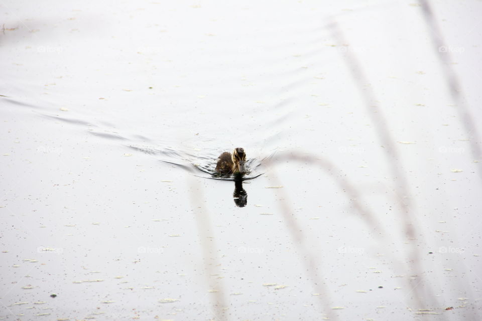 duckling on the water