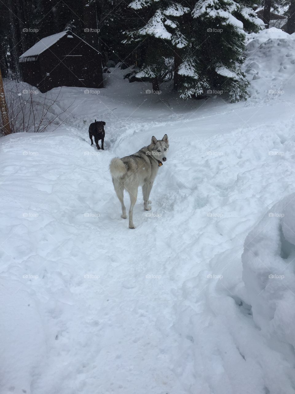 Snow Canines 2