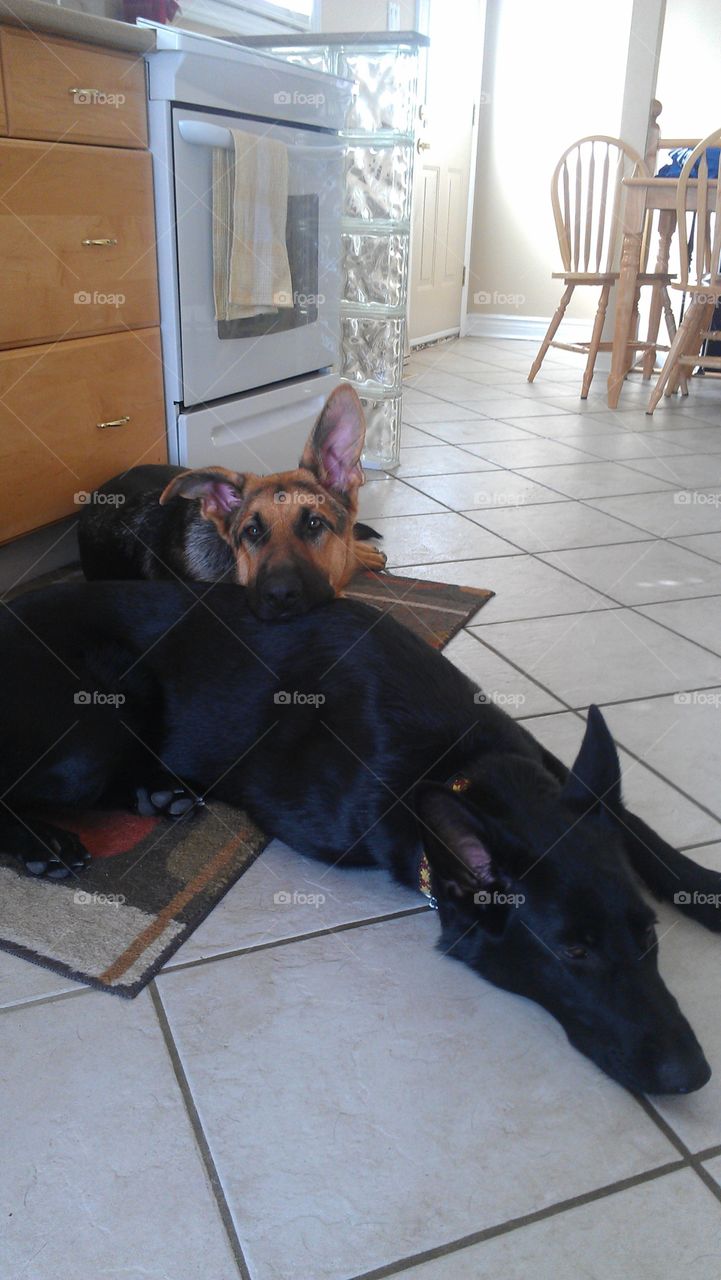 Lazy German shepherd siblings 