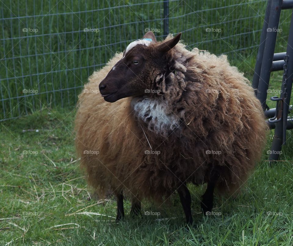 A black and brown sheep ready for its spring sheering. 