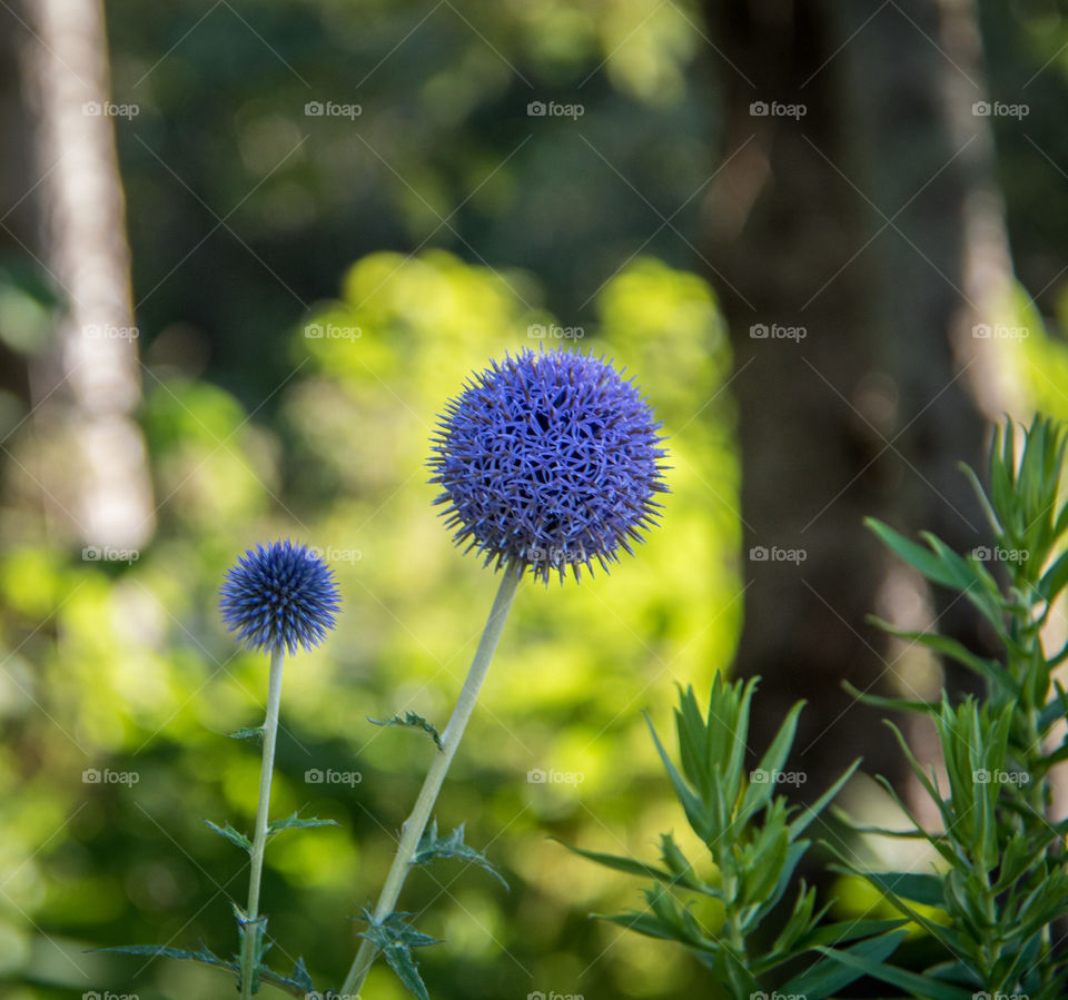 Purple flower growing in the garden