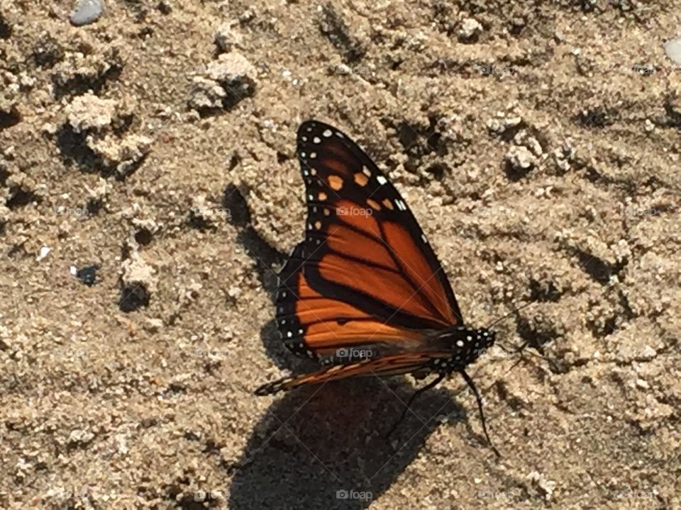 Monarch butterfly 