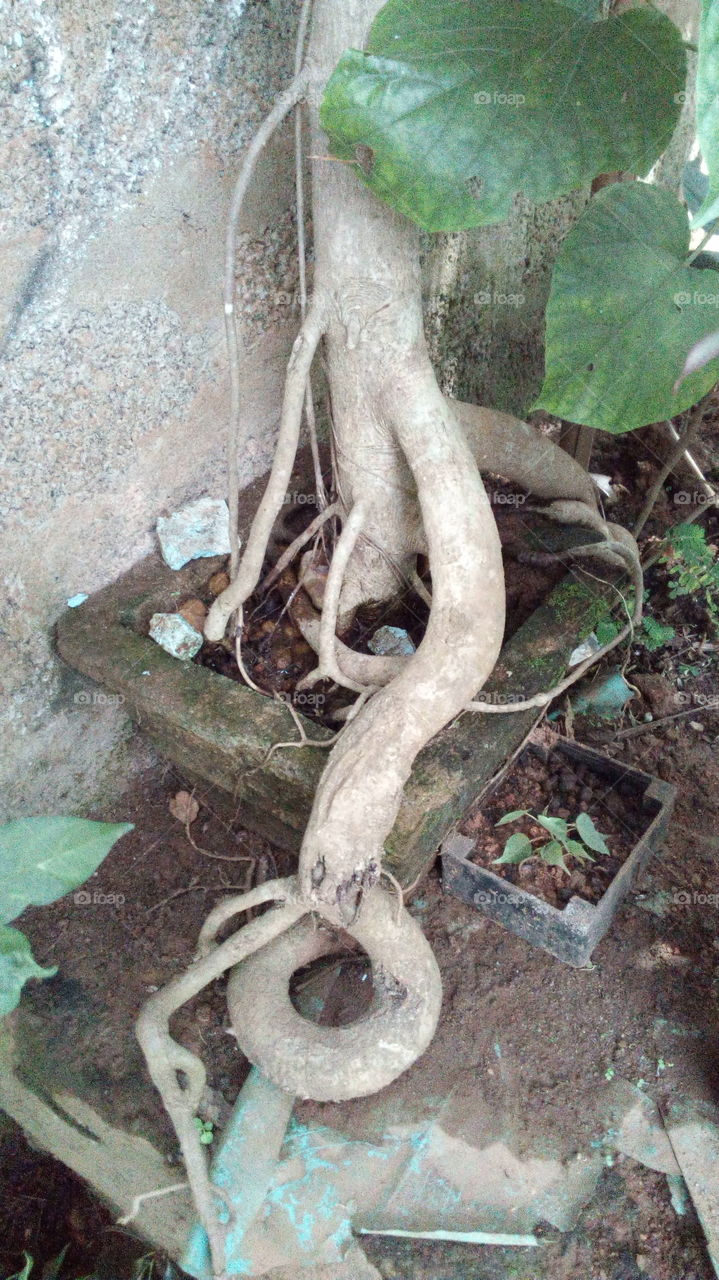 new tree roots