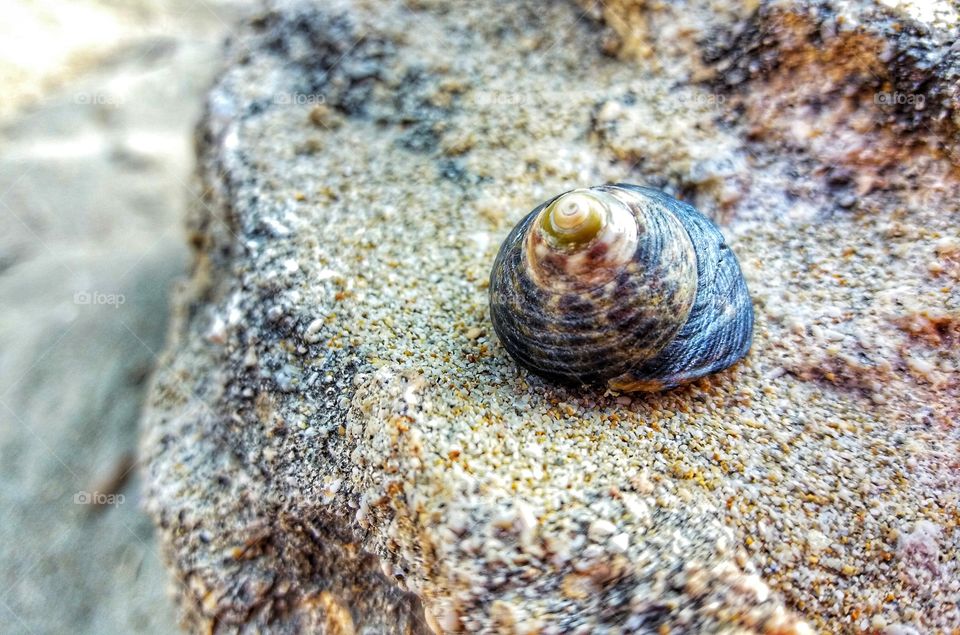 Shells always remember me summer moments!