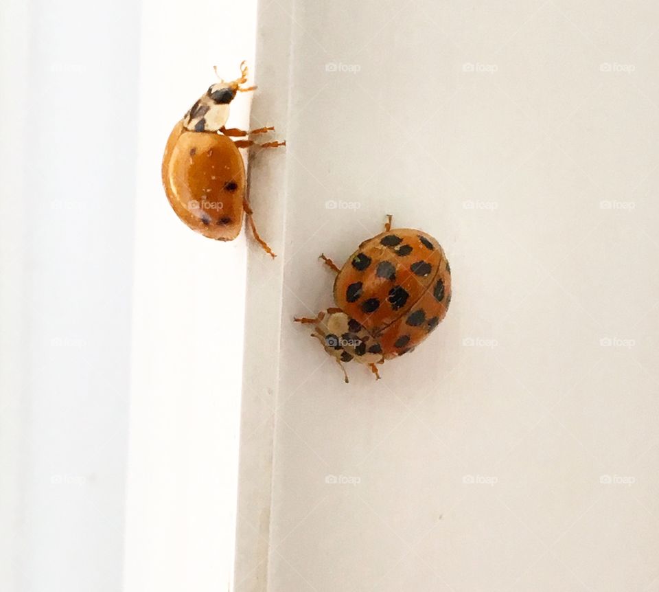 Lady bugs