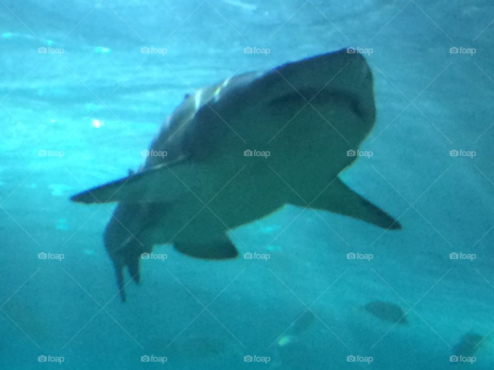 Shark at Ripley's Aquarium in Toronto
