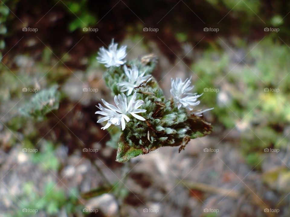 wild flowers