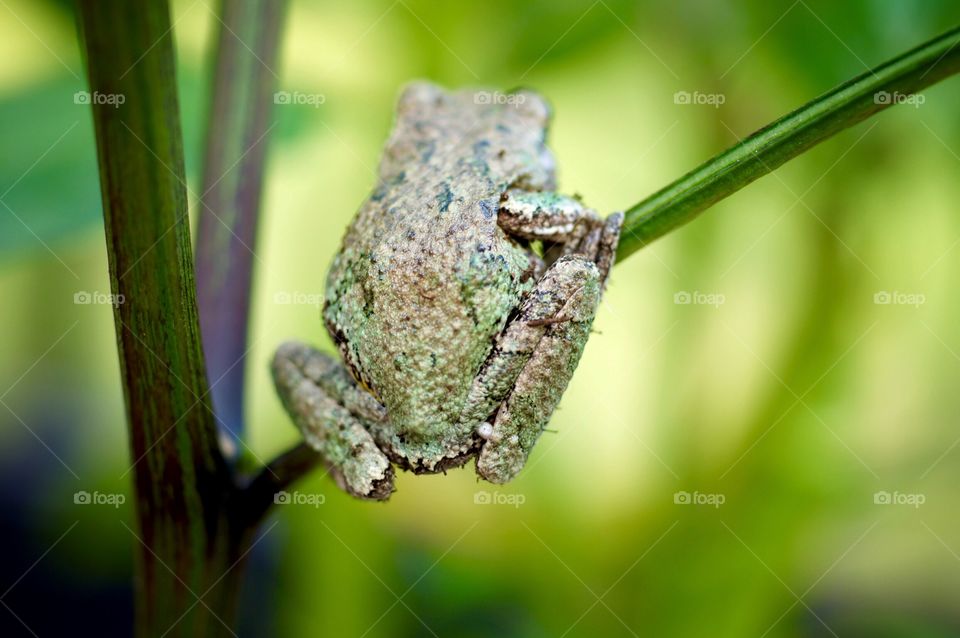 Frog on Pepper Plant