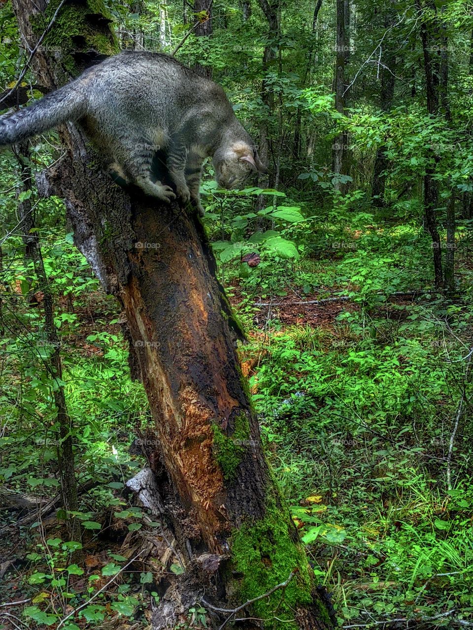 Oops... that large, thick piece of moss covered bark, that was easy to grip- just fell off! Now what do I do???