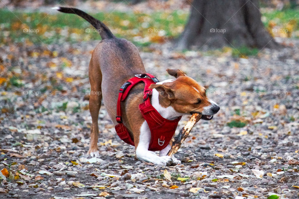 A dog playing with a stick in a dog centar