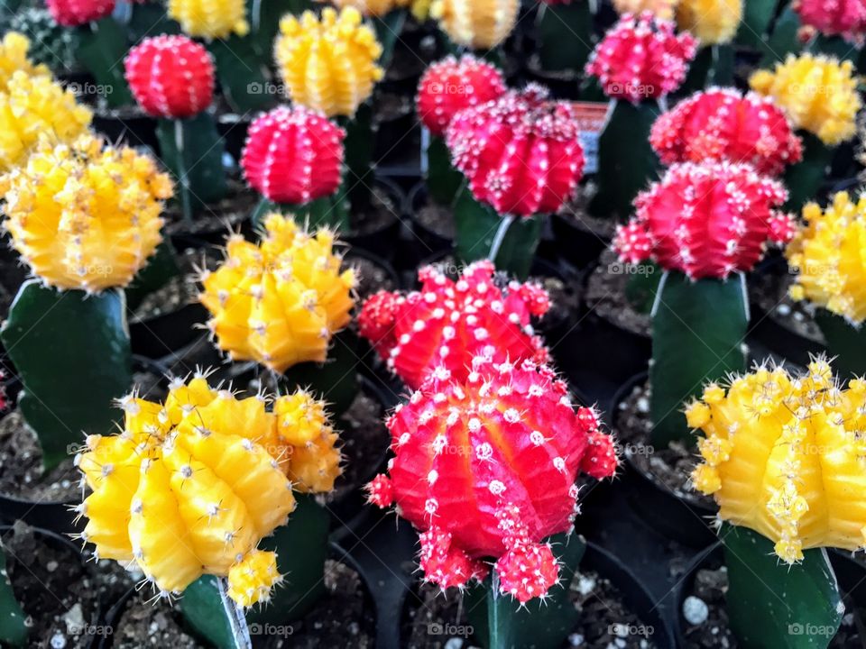 Cacti patterns 