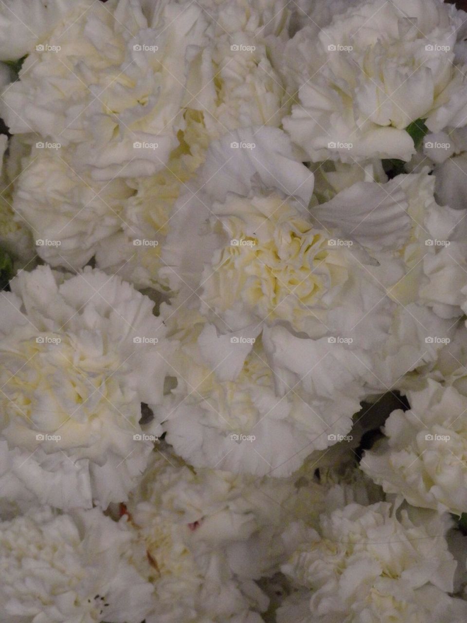 White carnations 