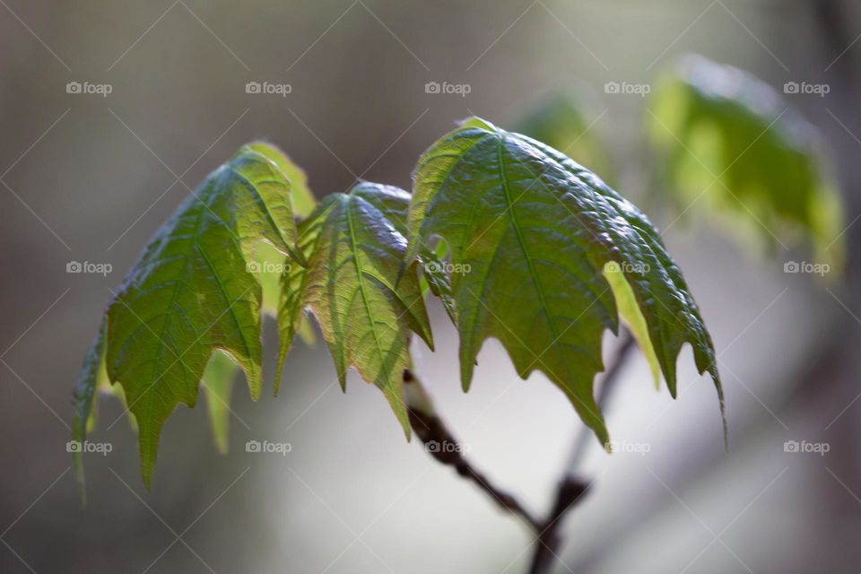 Group of maple leaves growing on a branch of maple tree in the forest