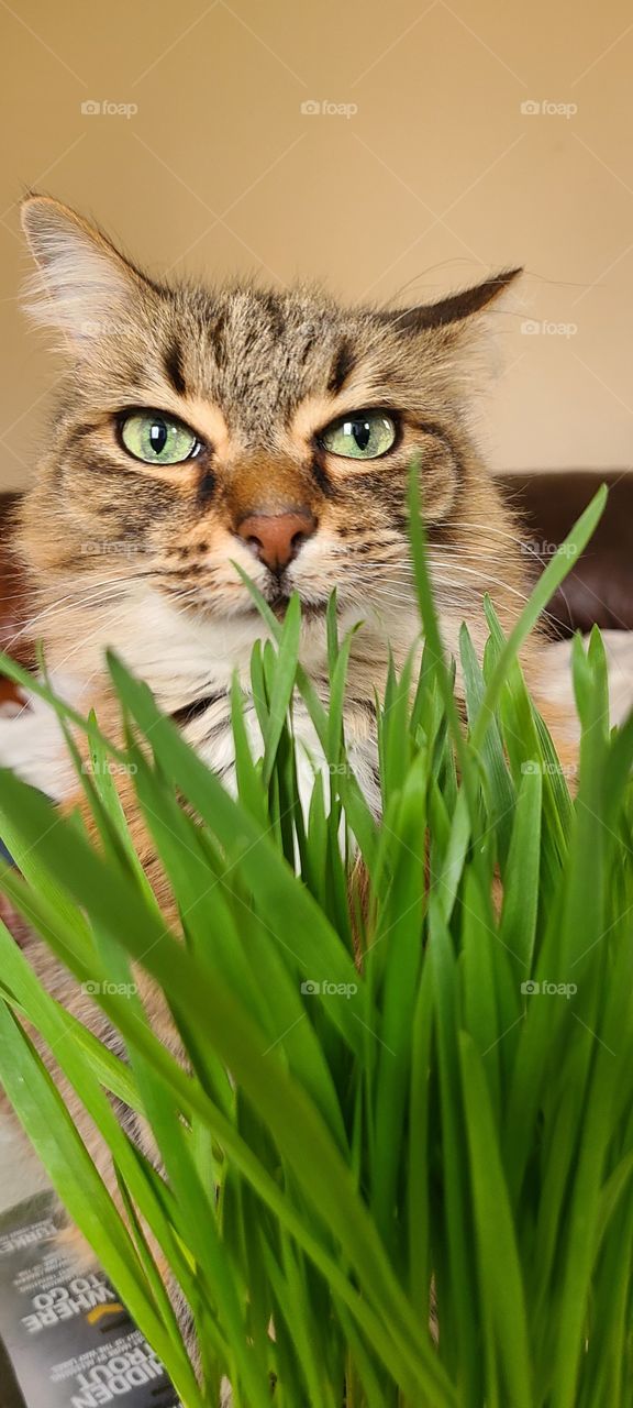 cat with cat grass