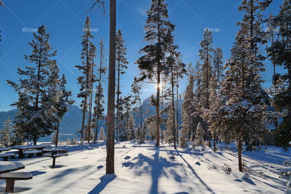 Snow, Wood, Winter, Tree, Landscape